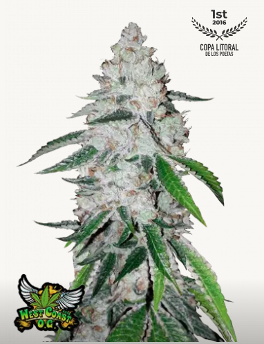 Semillas de coleccion