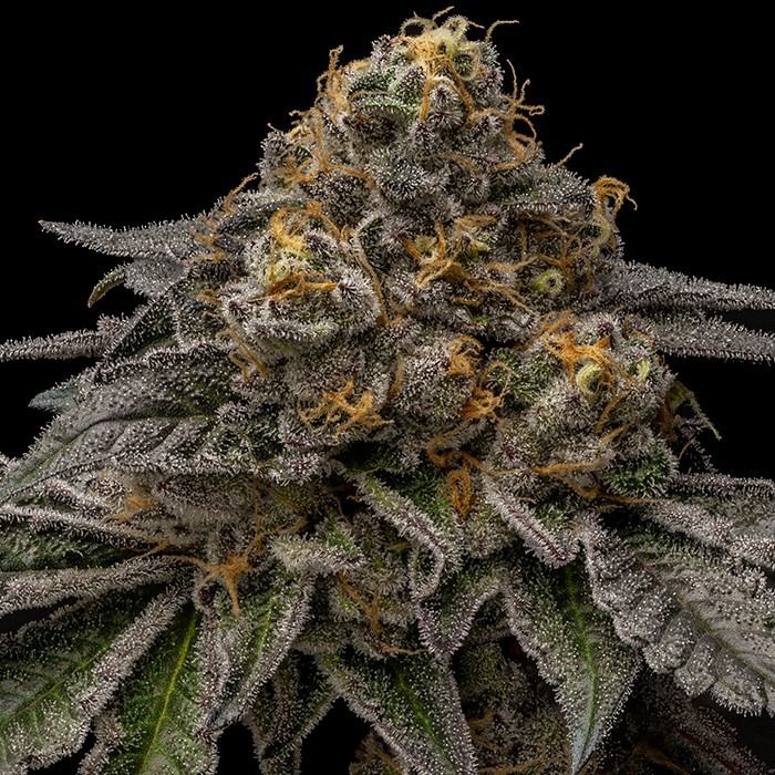 Break Pad Breath x1 Ripper Seeds