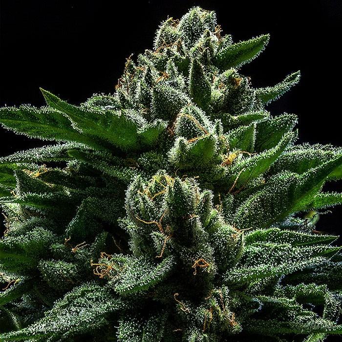 DO-G Fem x1 Ripper Seeds