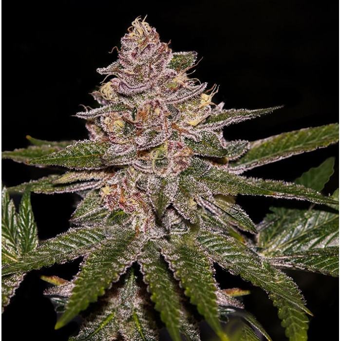 Radical Juice Fem x1 Ripper Seeds