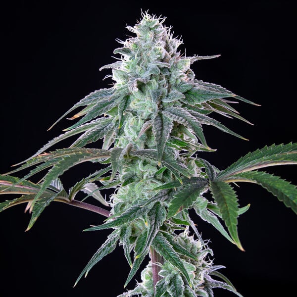 Royal Cheese Fem x1 Royal Queen Seeds