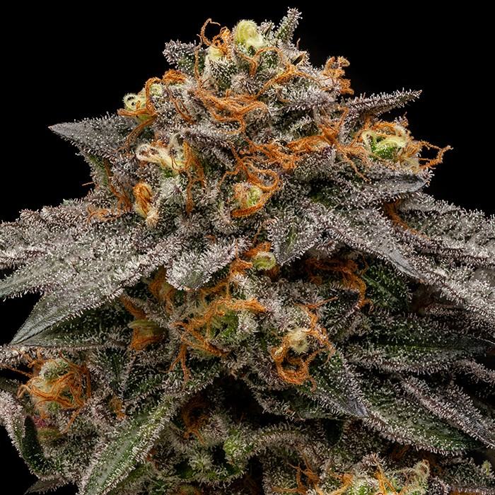Zake Fem x1 Ripper Seeds