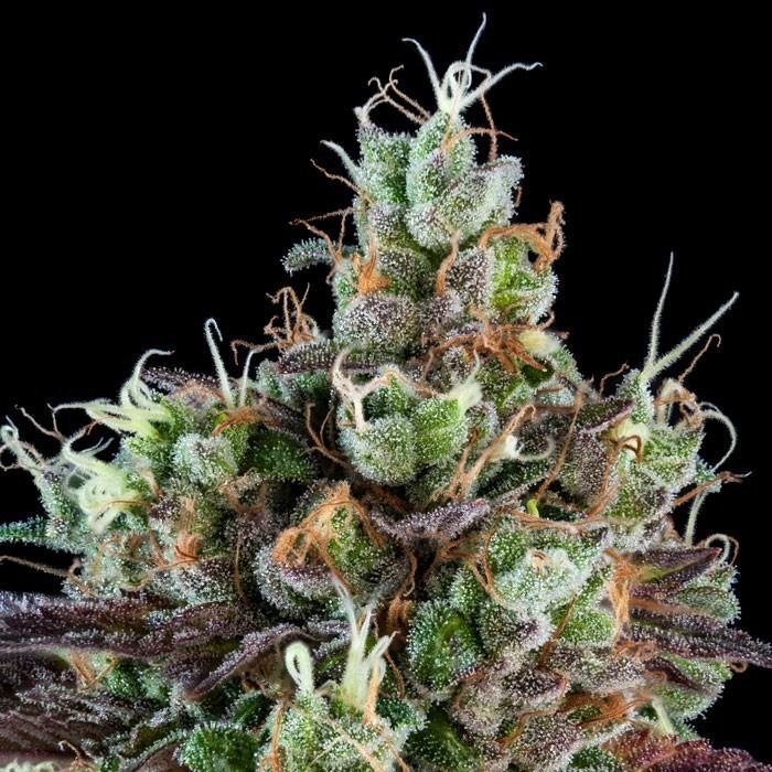 Sour Ripper Auto x3 Ripper Seeds