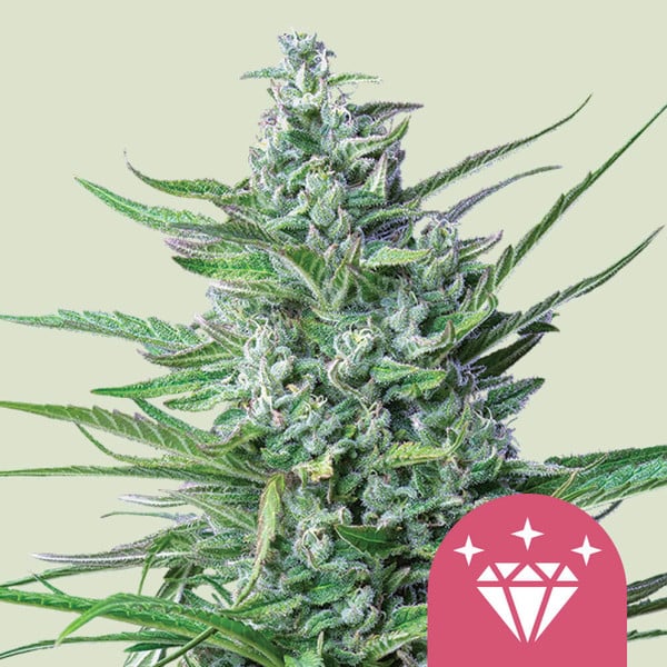 Special Kush 1 Fem x1 Royal Queen Seeds