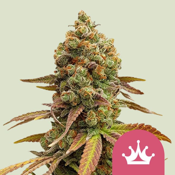 Special Queen1 Fem x1 Royal Queen Seeds