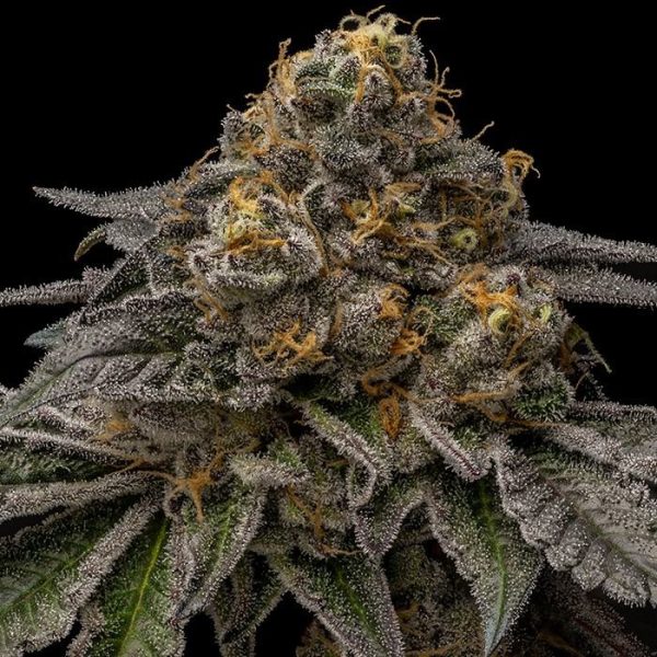 Break Pad Breath x1 Ripper Seeds