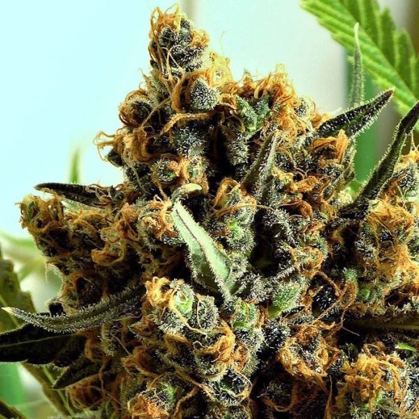 Criminal+ x1 Ripper Seeds