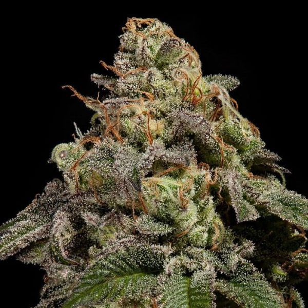 OMG Fem x1 Ripper Seeds