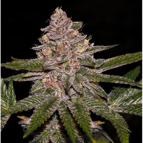 Radical Juice Fem x1 Ripper Seeds