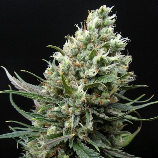 Ripper Haze Fem x1 Ripper Seeds
