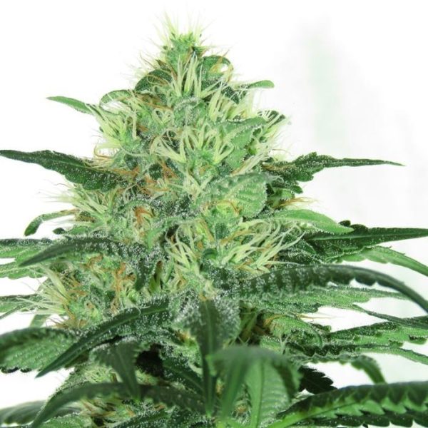 Sideral x1 Ripper Seeds